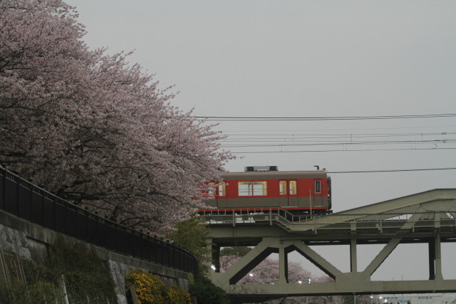 春の うららの？隅田川. 桜と 東武 リバイバル色8000系3