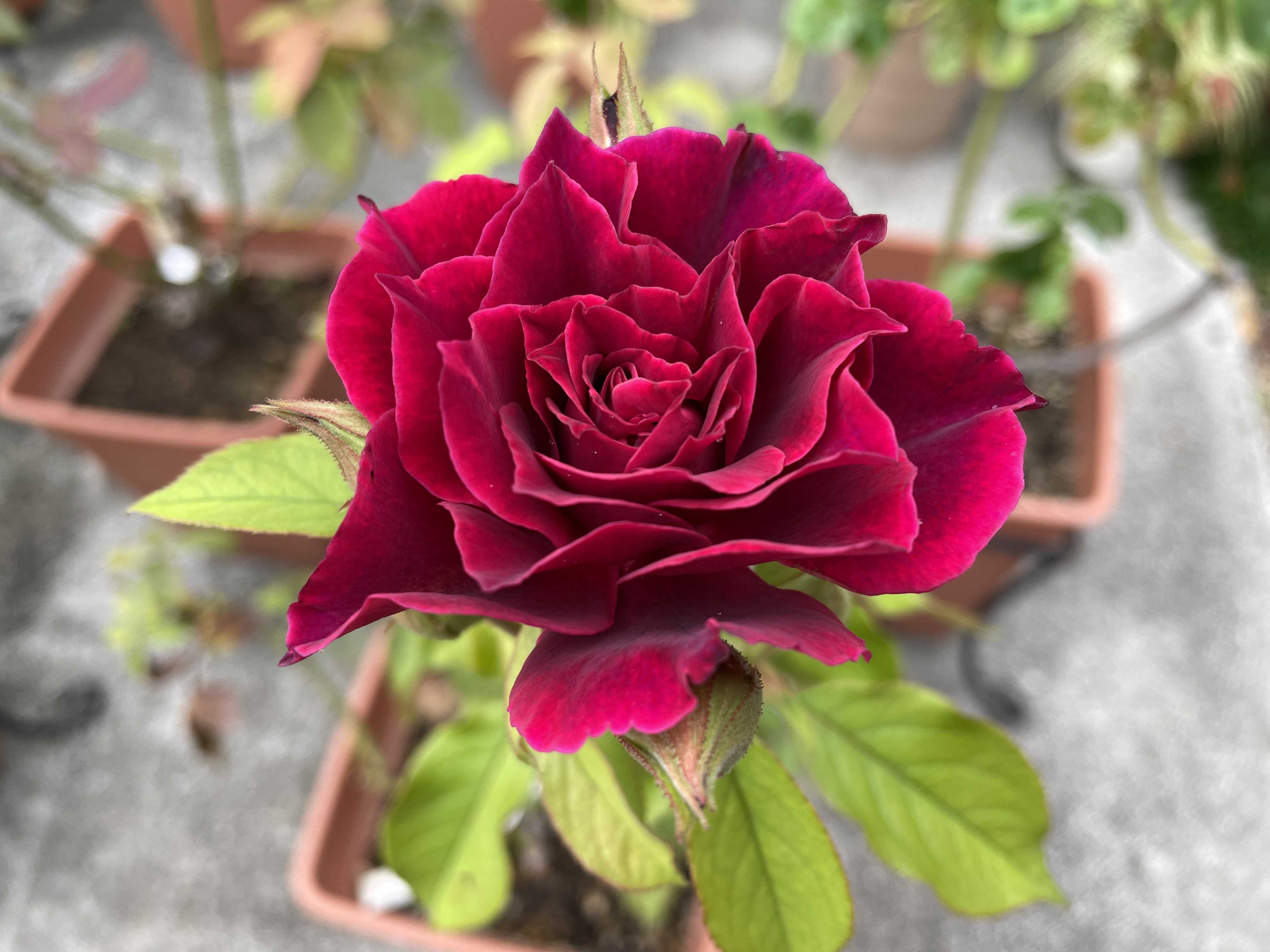 ライラとブルーグラビティ ばらと猫とフラメンコ 楽天ブログ