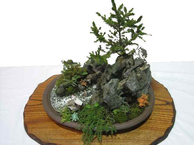 bonsai1.jpg