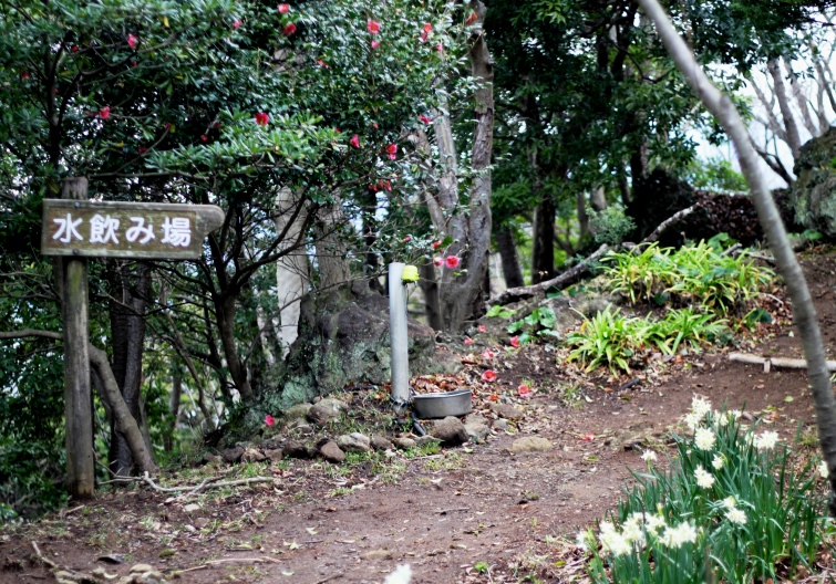 登山道.JPG