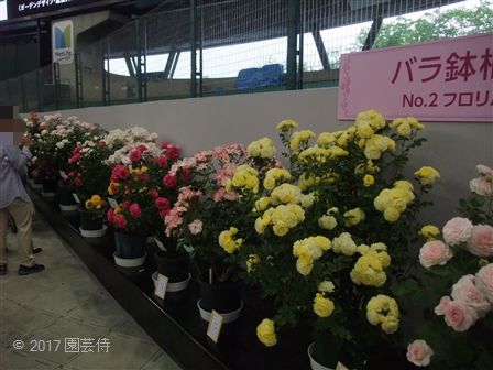 2017_05130017.jpg