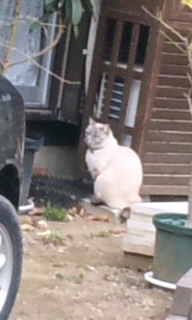 猫１.jpg
