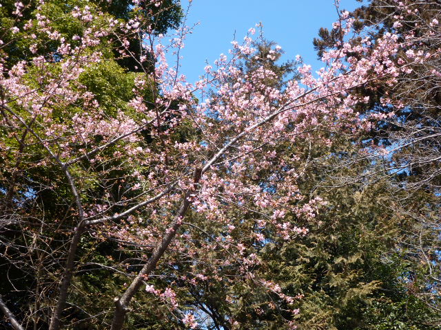 950 河津桜