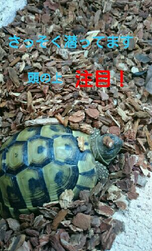 rblog-20151023125810-05.jpg