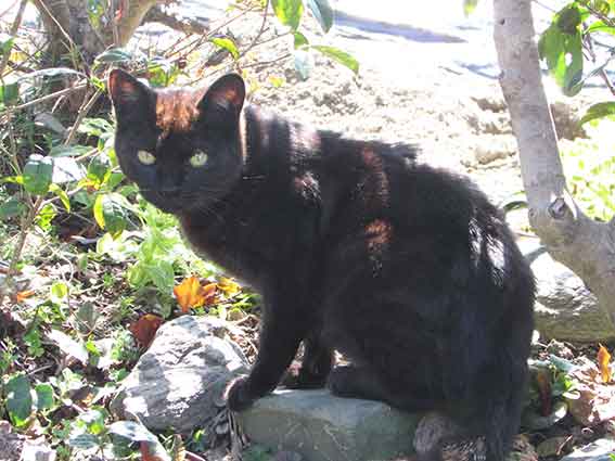 我が家のニャンコ♪2016/4/21-2