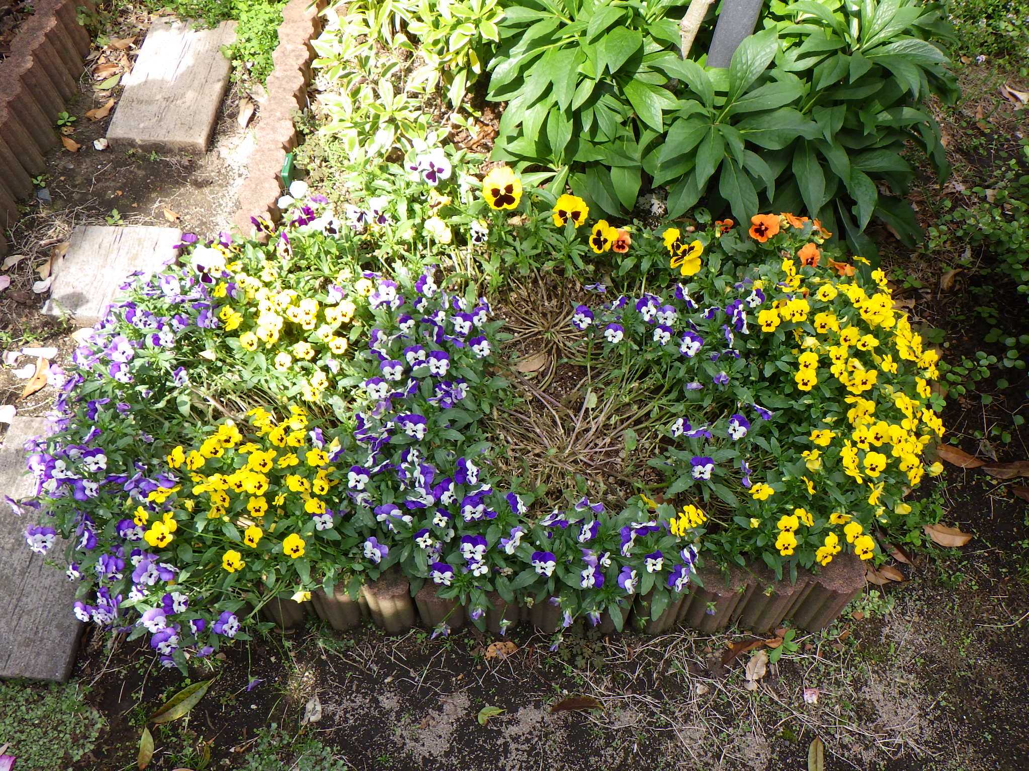 花苗を買い足して 花壇も夏仕様に バラを咲かせることが好き 楽天ブログ