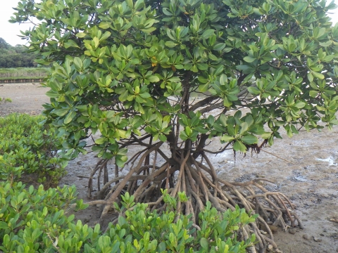 沖縄マングローブ採集2016年11月上旬4　ヤエヤマヒルギの支柱根