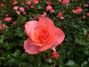 20120520(2).jpg