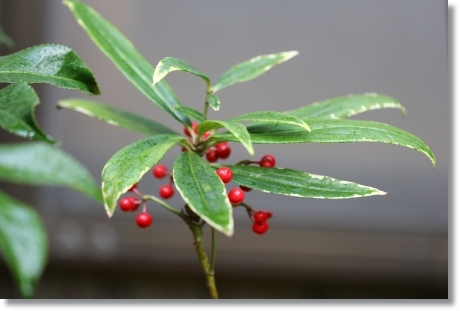 実家の庭で-11 カラタチバナ 13.11.8