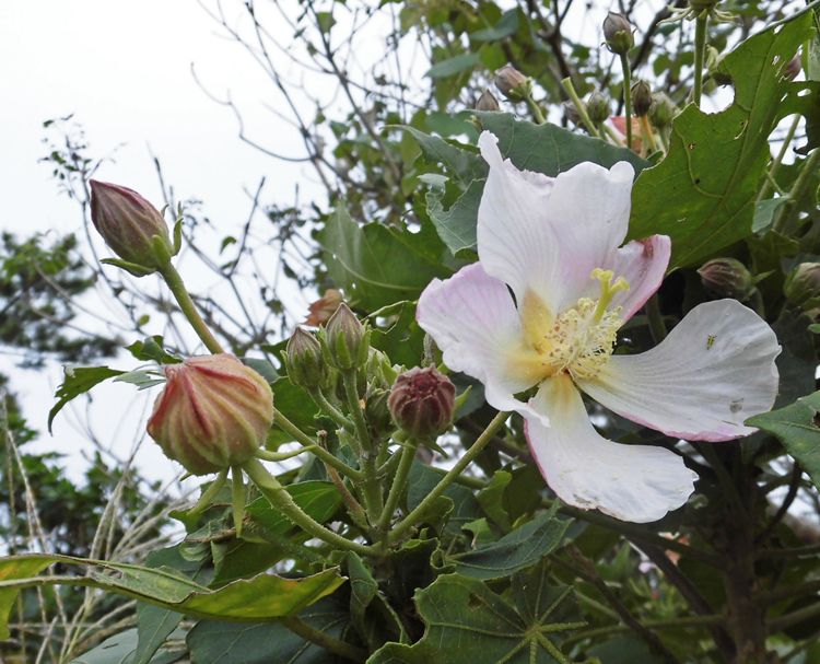 バンブーハウス 沖縄 沖縄の山野草 サキシマフヨウ こと先島芙蓉 沖縄ヤンバルの里山 楽天ブログ