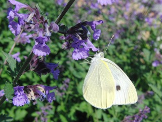 作業用画像その２ 329.jpg