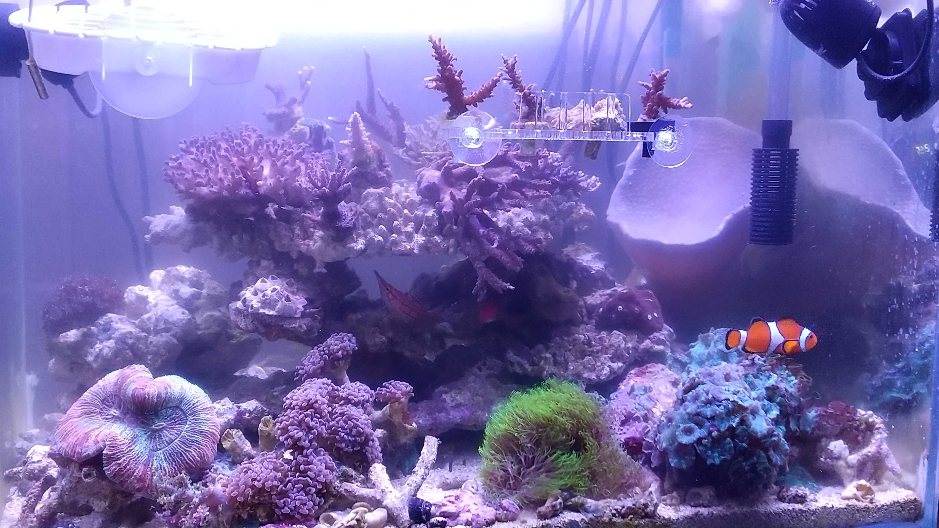 ちゃんと しよ・・・ | 間違いだらけの海水魚飼育 - 楽天ブログ