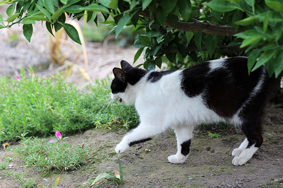 我が家のニャンコ♪2014/06/16-2