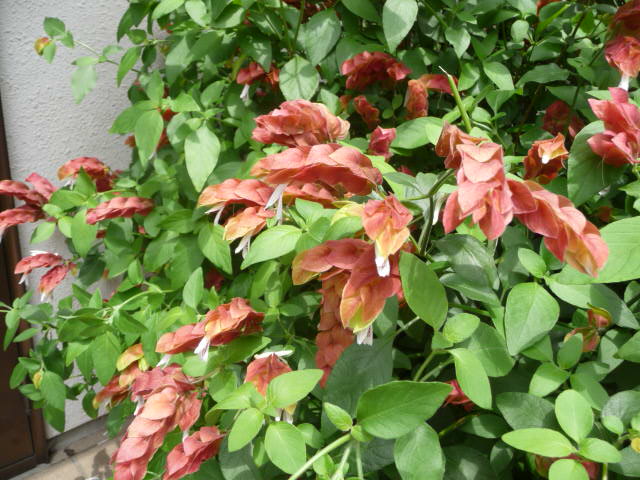 954 小海老草
