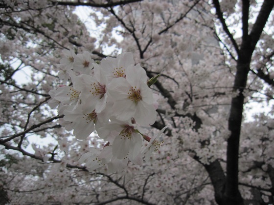 sakura3