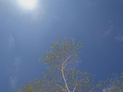 image.jpg