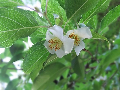 DSCF0920.jpg
