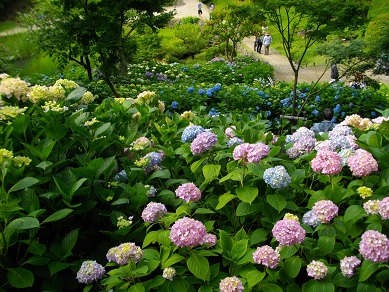 山田池公園の紫陽花