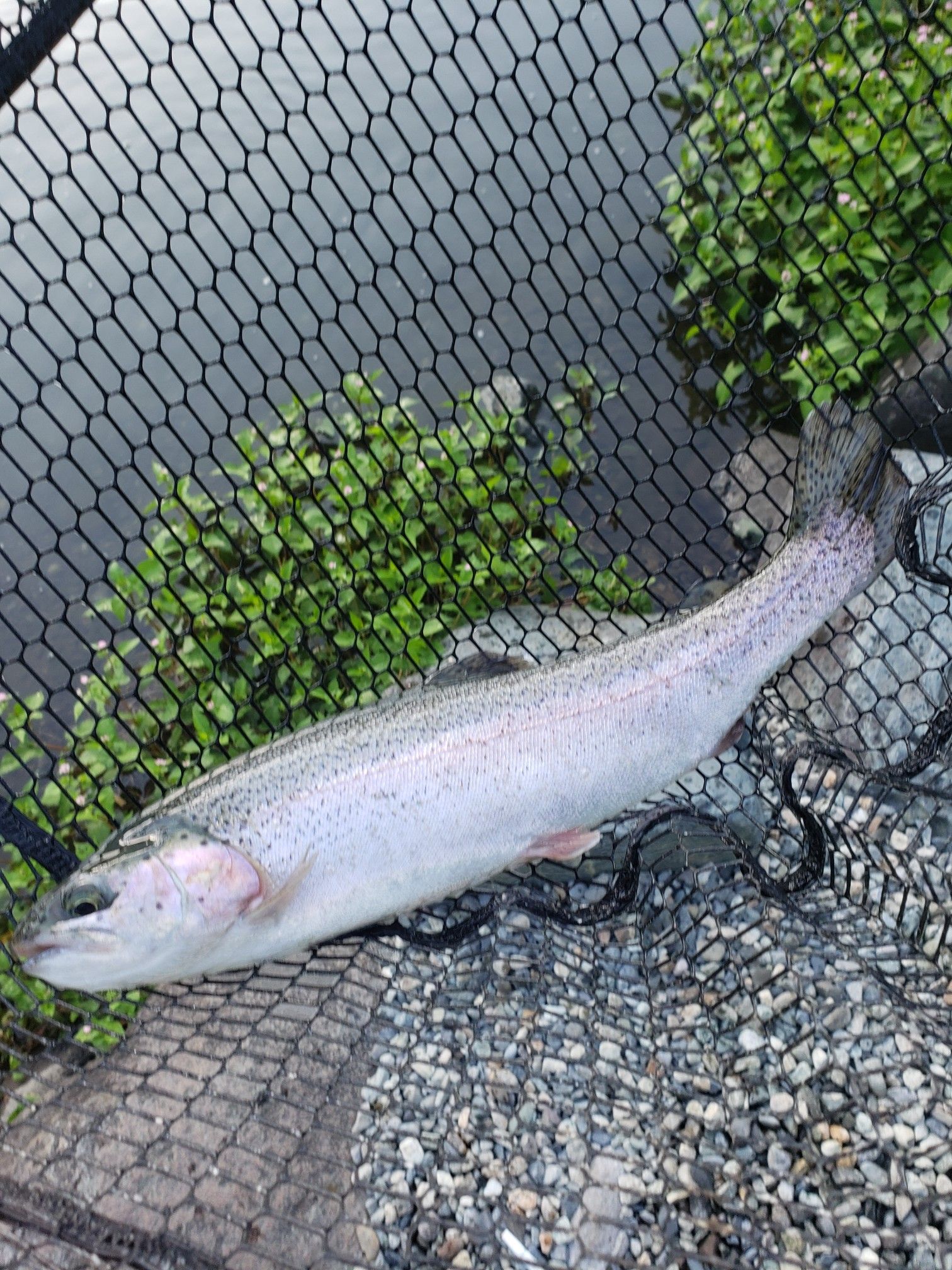 9ページ目の エリアトラウト No Fish No Life ３度の飯より釣りが好き 楽天ブログ