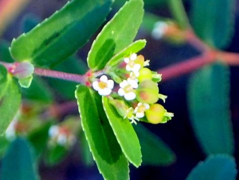 オオニシキソウの花と見