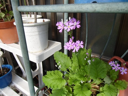 20130419西洋サクラソウ.jpg
