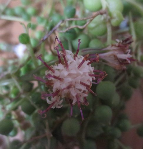 初めて見たグリーンネックレスの花 アトリエもこの適温生活 楽天ブログ