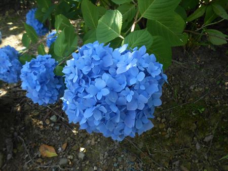 花のお寺「本勝寺」の紫陽花