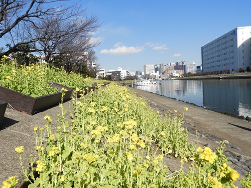 しながわ花海道にて