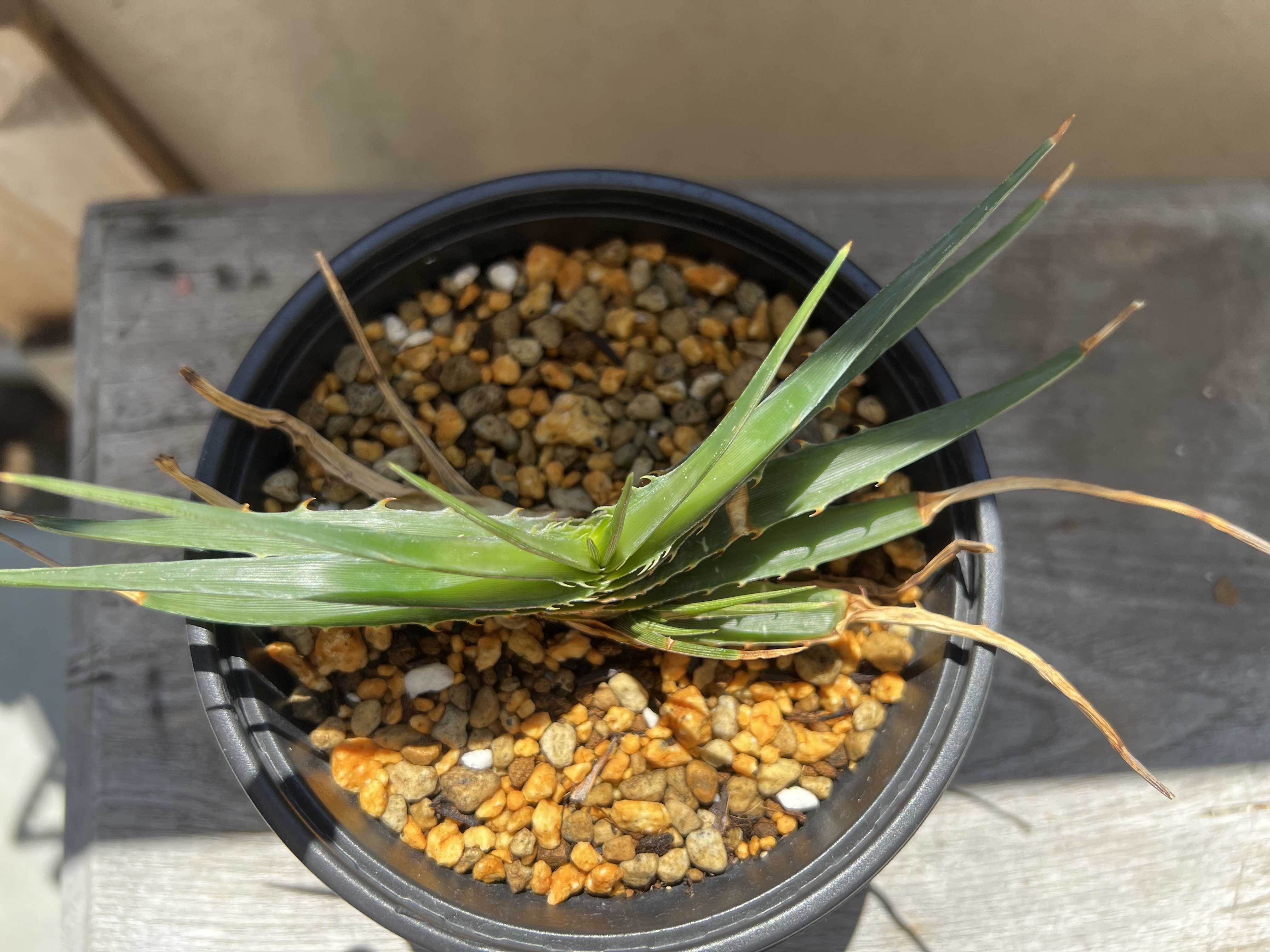 ディッキア・エステべシー 成長記録① | 植物栽培初心者のブログ
