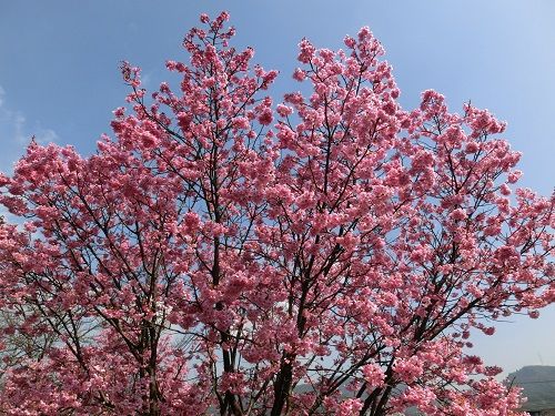 陽光桜が開花 椿に夢中 楽天ブログ
