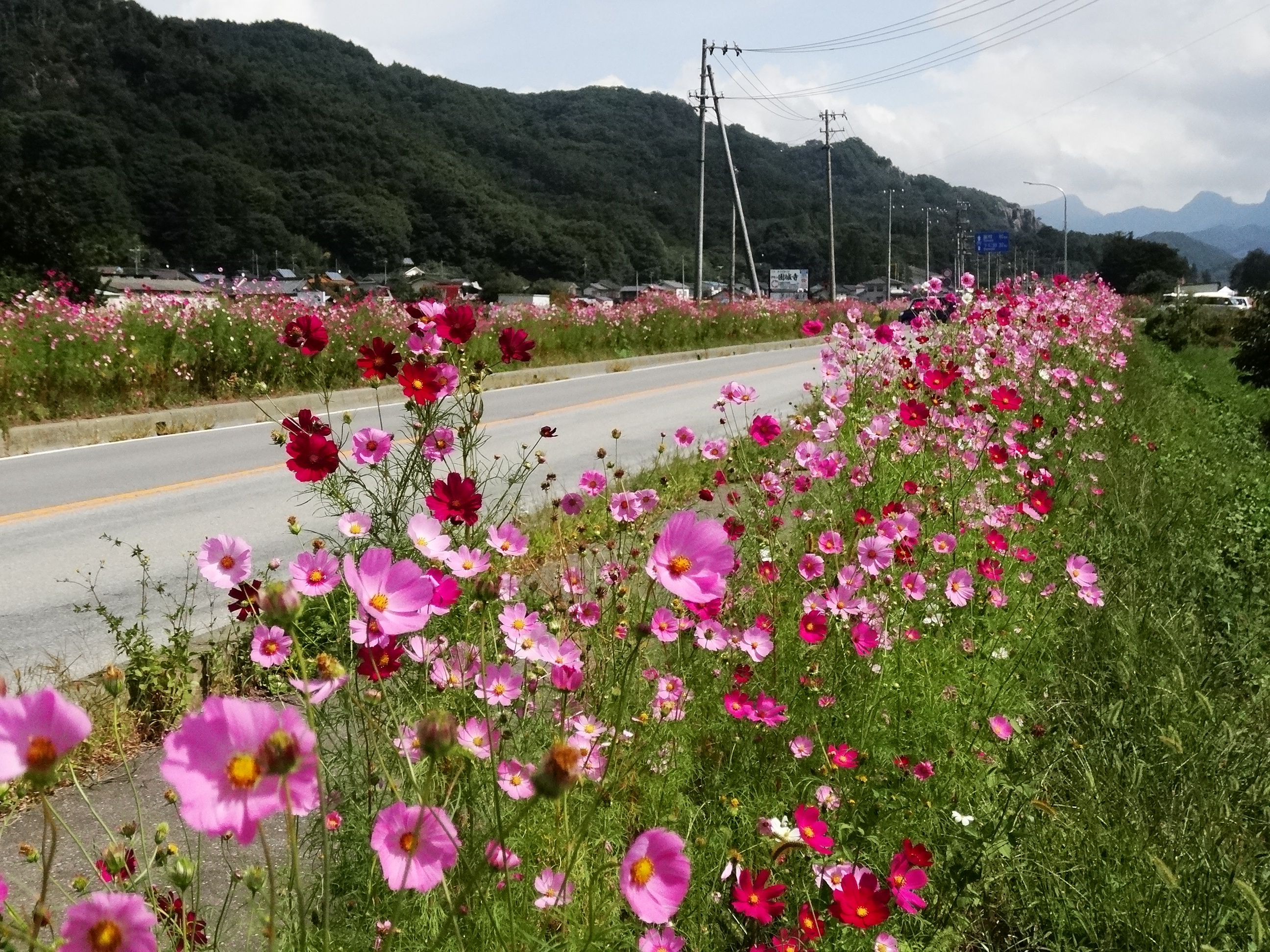 全国的にも有名な コスモス街道 ９月３０日 山と空が友だち ドローンで空撮 楽天ブログ