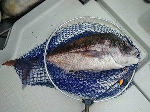 SALTIGA SG COMBI JERK 64 | BLUE MARINE と、海で遊ぼう