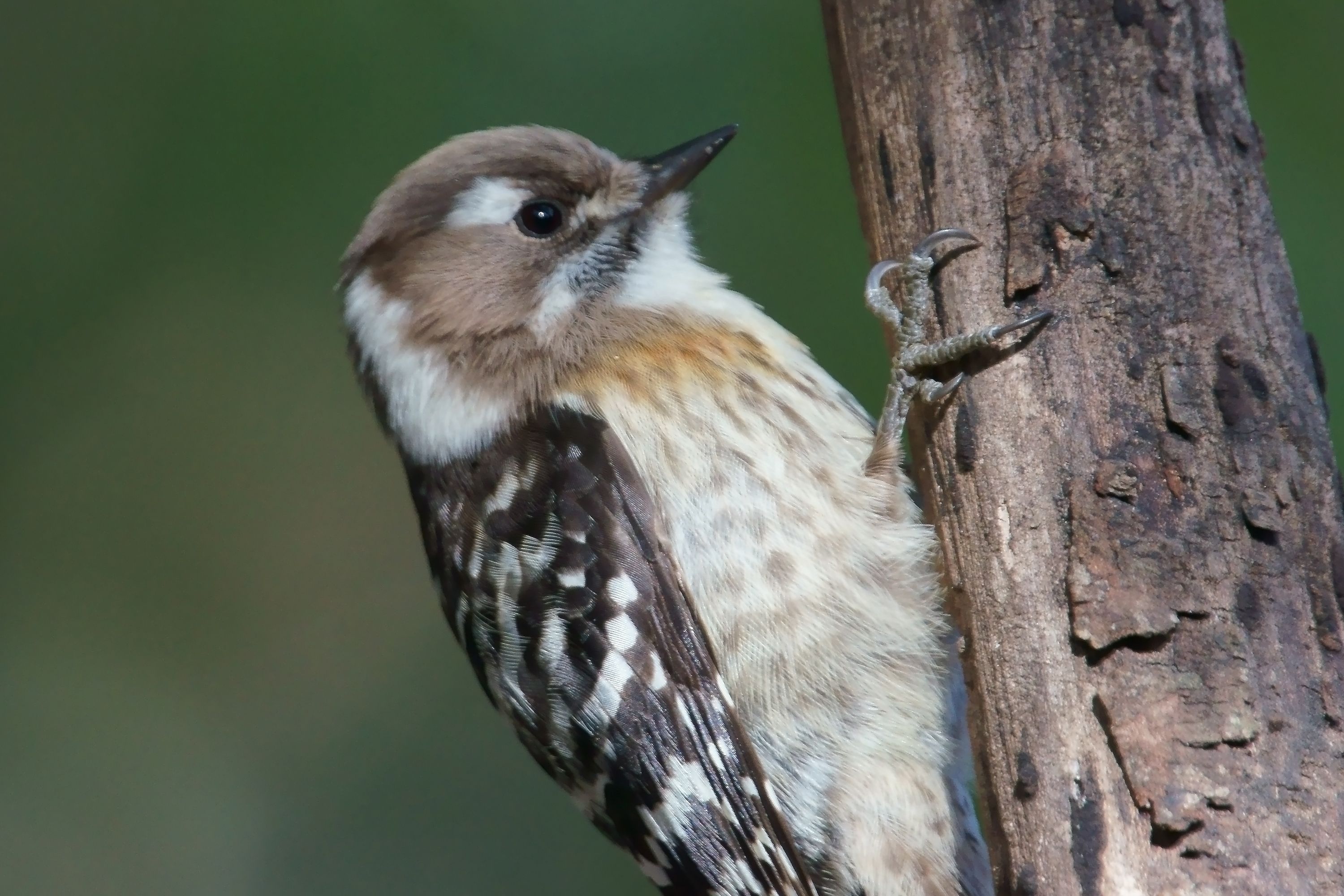 最小のキツツキ類 コゲラ さんの食事 野鳥との日常生活を綴る 楽天ブログ