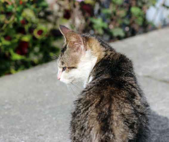 我が家のニャンコ♪2013/11/21-2