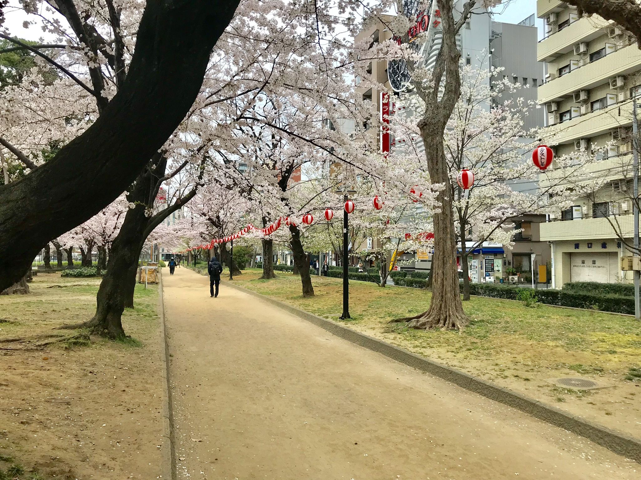 本日の錦糸公園の桜 植木屋の三代目をやってます村野園のブログです 楽天ブログ