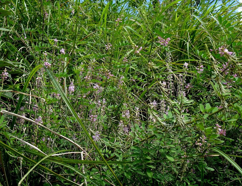 8月12日 今日の一花 その２ ツルボ 蔓穂 Gazengamaのブログ 散歩中に出合った花と趣味の陶芸作品 楽天ブログ