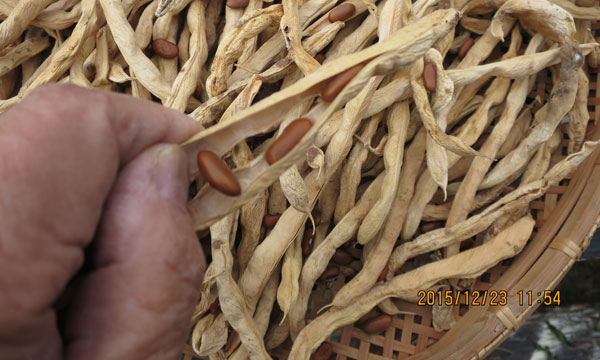 豆粒.jpg
