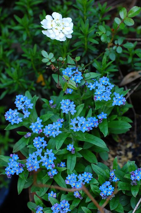 ワスレナグサの花