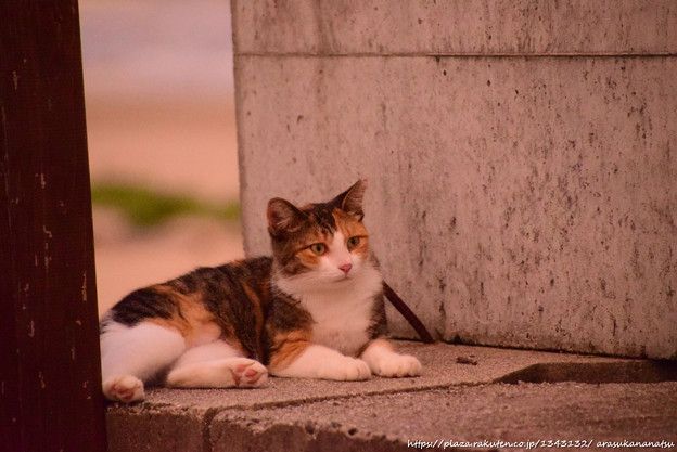 希少なアラスカ天然痘で米国初の犠牲者が発生。心配する必要はありますか?