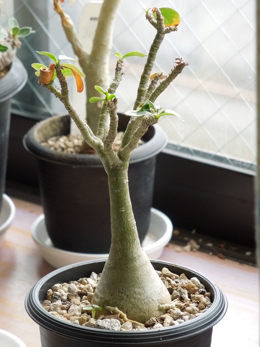 こぼれ種6-17ｰ2