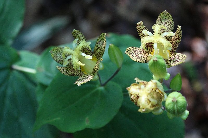 IMG_3152 (800x533).jpg