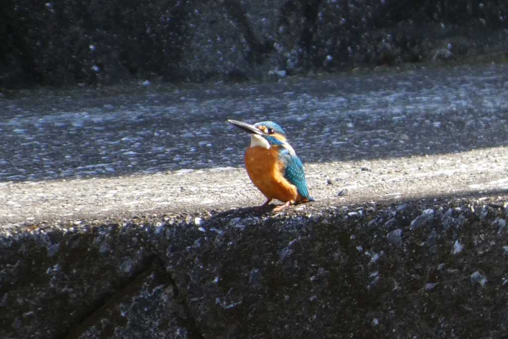 515
