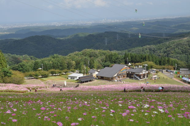 となみ夢の平コスモス