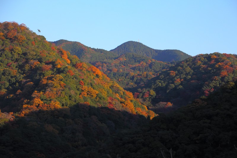 箕面公園残り紅葉_003.jpg