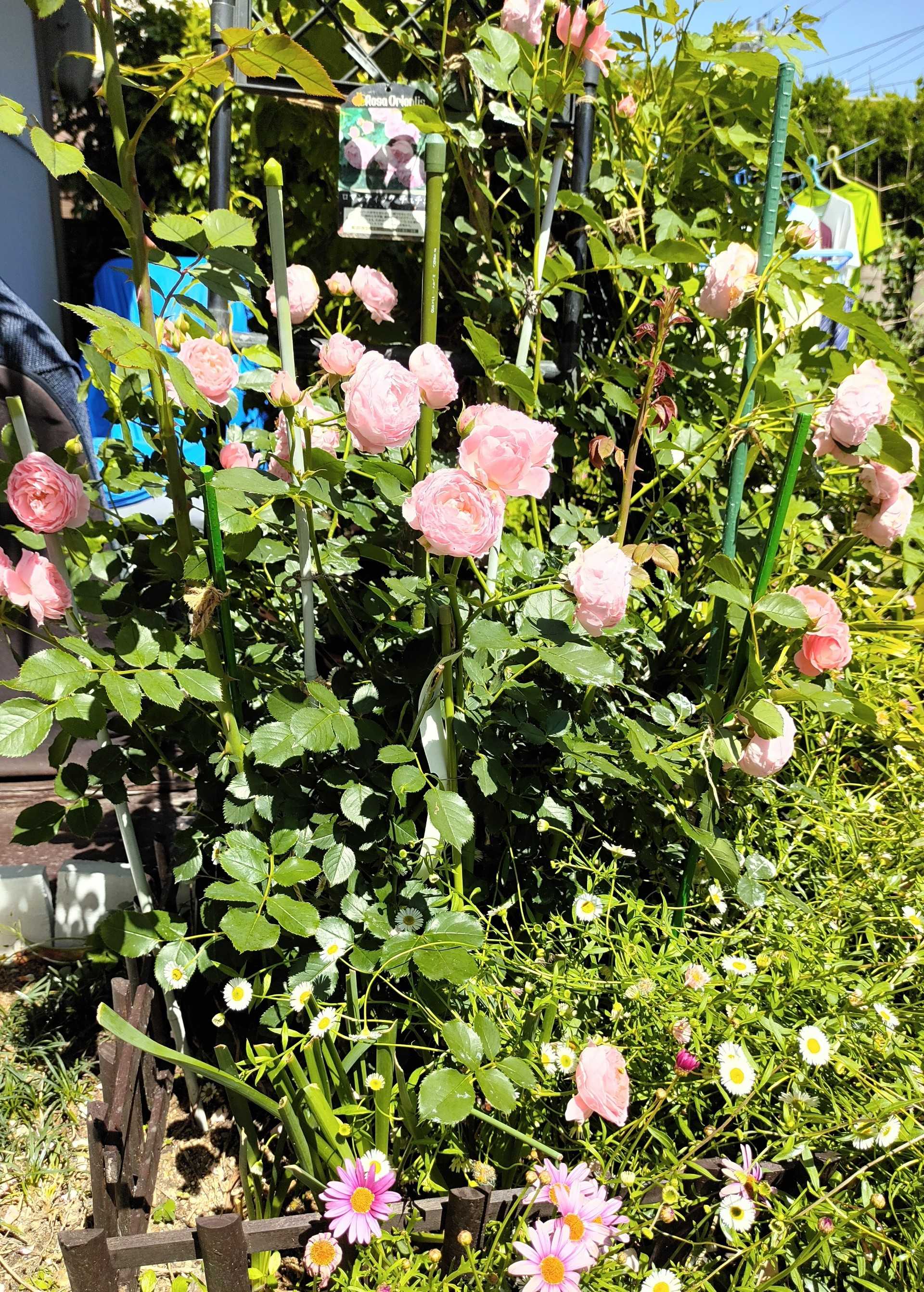 今日の 笑えるサバイバルガーデンにようこそ 楽天ブログ