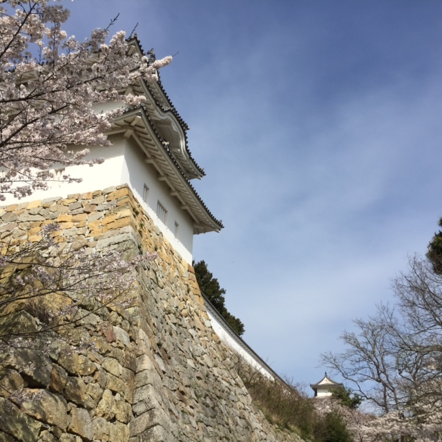 sakura2016.4.5f.jpg