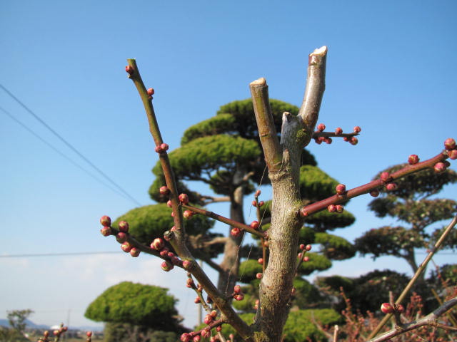 花芽が付いた枝（梅の冬季剪定）