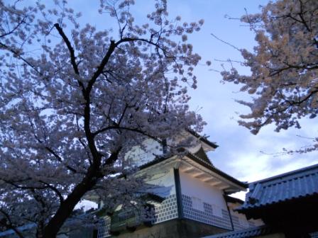 2012sakura.jpg