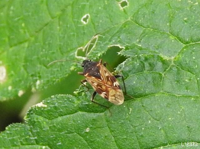 チャイロナガカメムシ2018年11月4日
