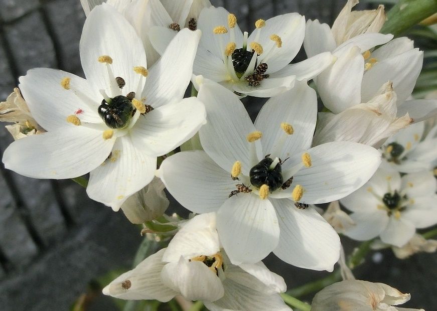 最高のオーニソガラム 品種 最高の花の画像